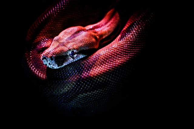 Uma cobra colorida olhando para a câmera.